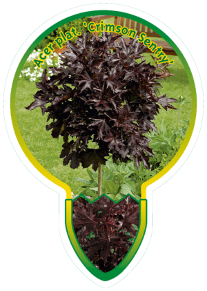 Acer Plat. 'Crimson Sentry'