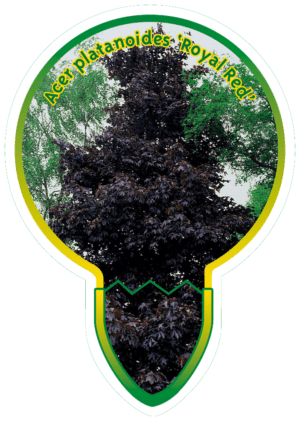 Acer Platanoides 'Royal Red'