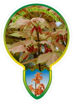Acer Ps. ' Brilliantissimum'