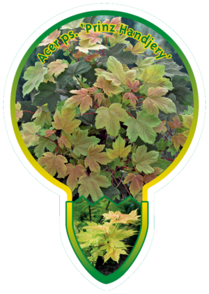 Acer Ps. 'Prinz Handjery'