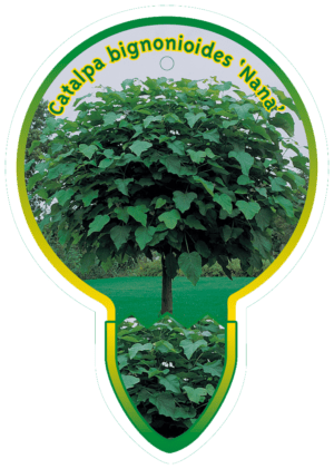 Catalpa Bignoioides 'Nana'
