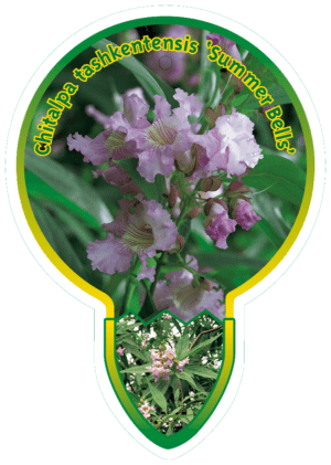 Chitalpa Tashkentensis 'Summer Bells'