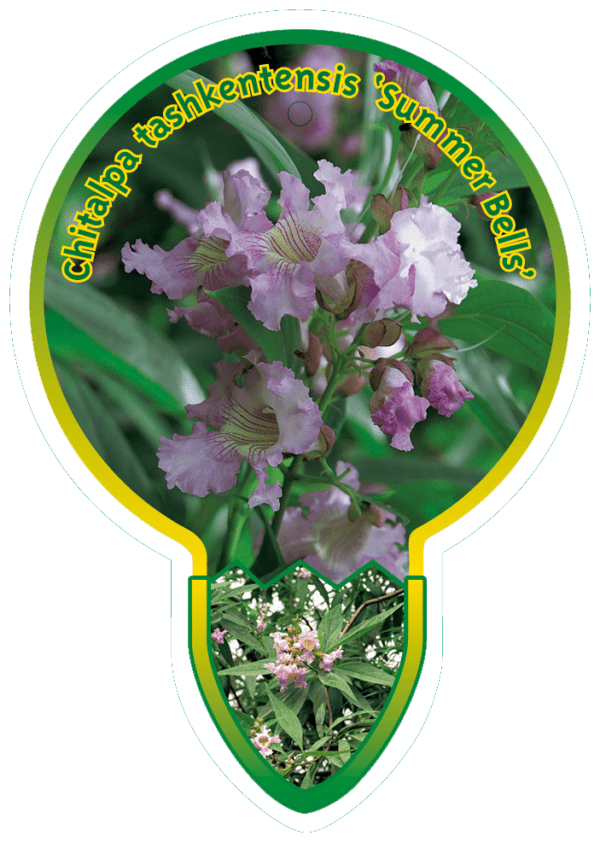Chitalpa Tashkentensis 'Summer Bells'