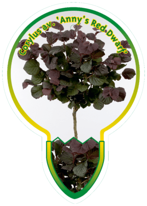 Corylus Av. 'Anny's Red Dwarf'