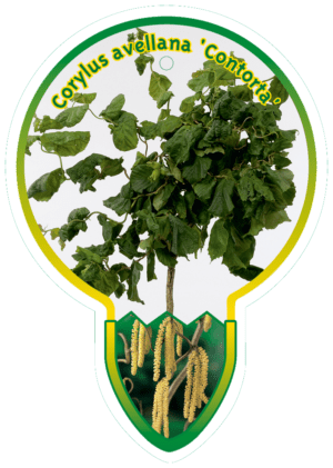 Corylus Avellana 'Contorta'
