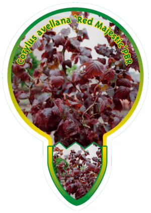 Corylus Avellana 'Red Majestic' PBR
