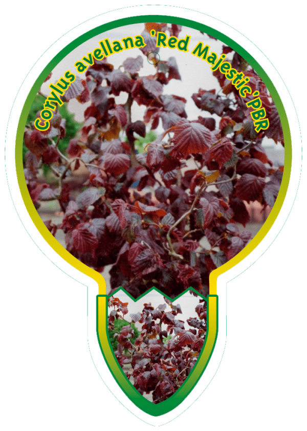Corylus Avellana 'Red Majestic' PBR