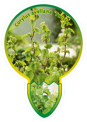 Corylus Avellana 'Twister'