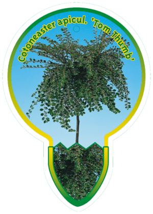 Cotoneaster Apicul. 'Tom Thumb'