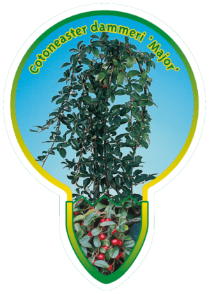 Cotoneaster Dammeri 'Major'