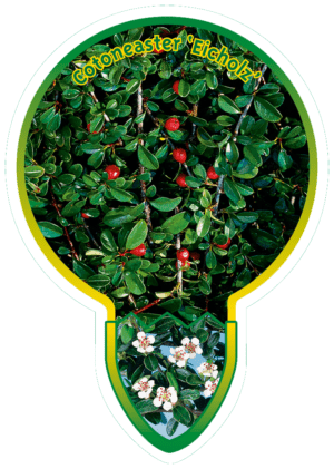 Cotoneaster 'Eicholz'