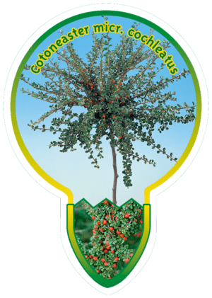 Cotoneaster Micr. Cochleatus