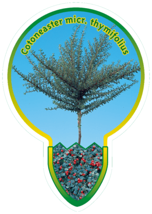 Cotoneaster Micr. Tymifolius