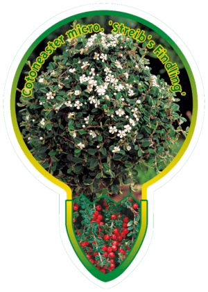 Cotoneaster Micr. 'Streib's Findling'