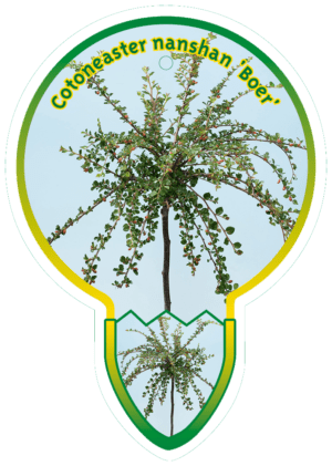 Cotoneaster Nanshan 'Boer'