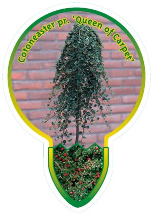 Cotoneaster Pr. 'Queen of Carpet'