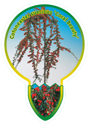 Cotoneaster Suecicus 'Coral Beauty'