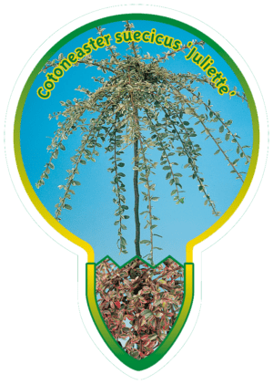 Cotoneaster Suecicus 'Juliette'