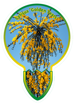 Cytisus 'Golden Tears'