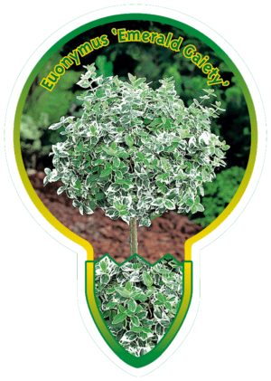 Euonymus 'Emerald Gaiety'