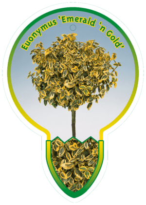 Euonymus 'Emerald 'n Gold'