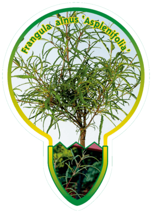 Frangula Alnus 'Asplenifolia'