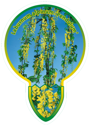 Laburnum Alpinum 'Pendulum'