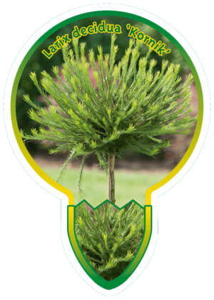 Larix Decidua 'Kornik'