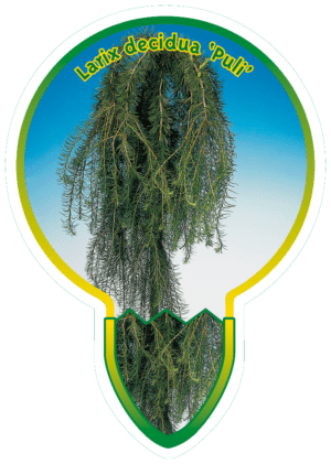 Larix Decidua 'Puli'