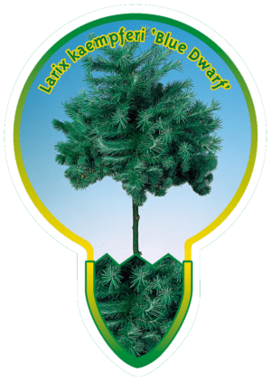 Larix Kaempferi 'Blue Dwarf'