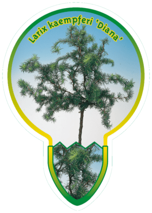 Larix Kaempferi 'Diana'