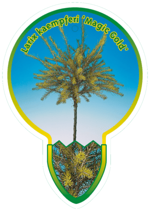 Larix Kaempferi 'Magic Gold'