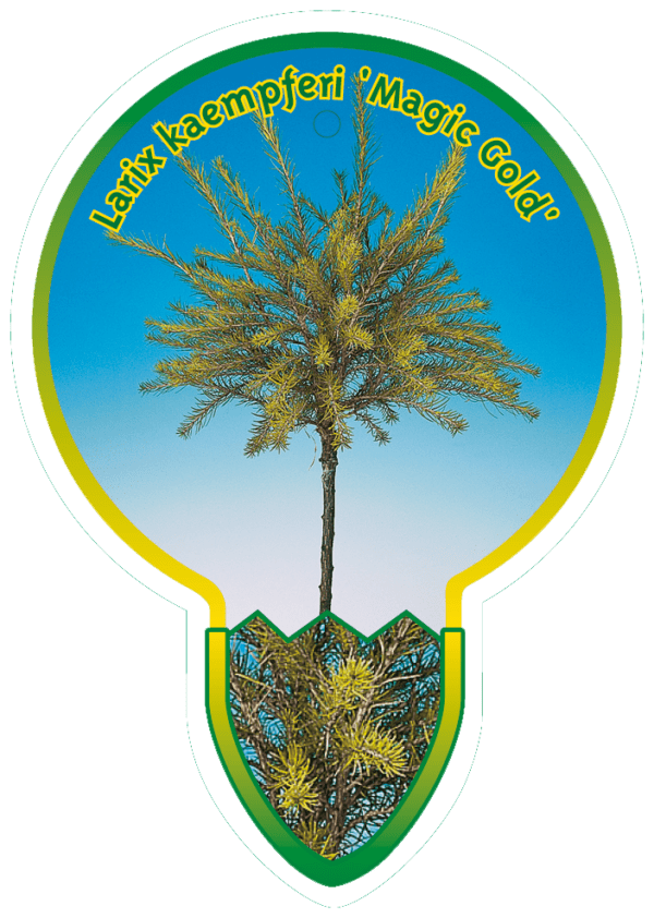 Larix Kaempferi 'Magic Gold'