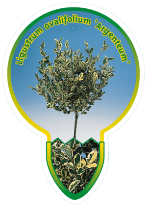 Ligustrum Ovalifolium 'Argenteum'