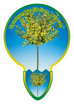 Ligustrum Ovaliforlium 'Aureaum'