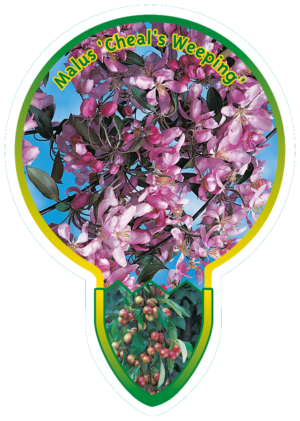 Malus 'Cheal's Weeping'
