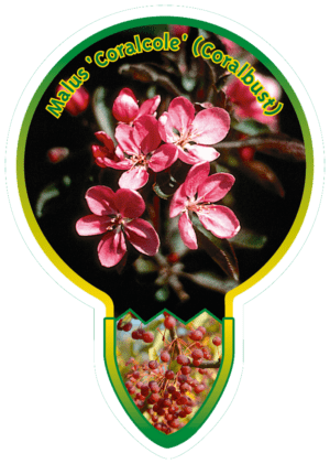 Malus 'Coralcole' (Coralbust)