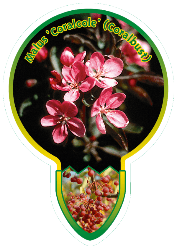 Malus 'Coralcole' (Coralbust)