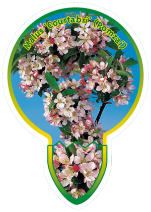 Malus 'Courtabri' (Pomzai)