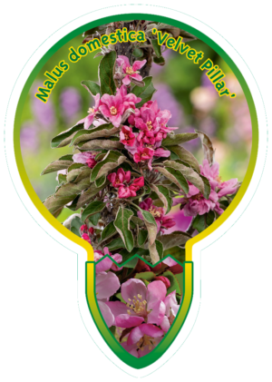 Malus Domestica 'Velvet Pillar'
