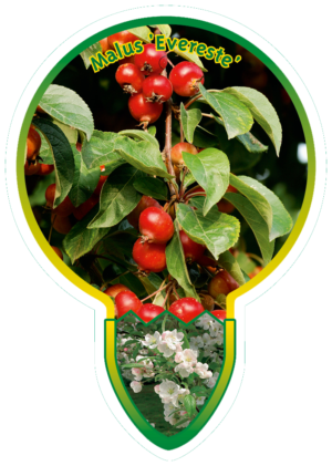 Malus 'Evereste'