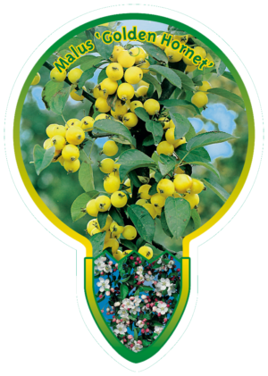 Malus 'Golden Hornet'