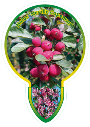 Malus 'Neville Copeman'