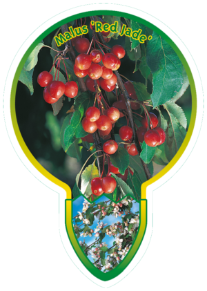 Malus 'Red Jade'