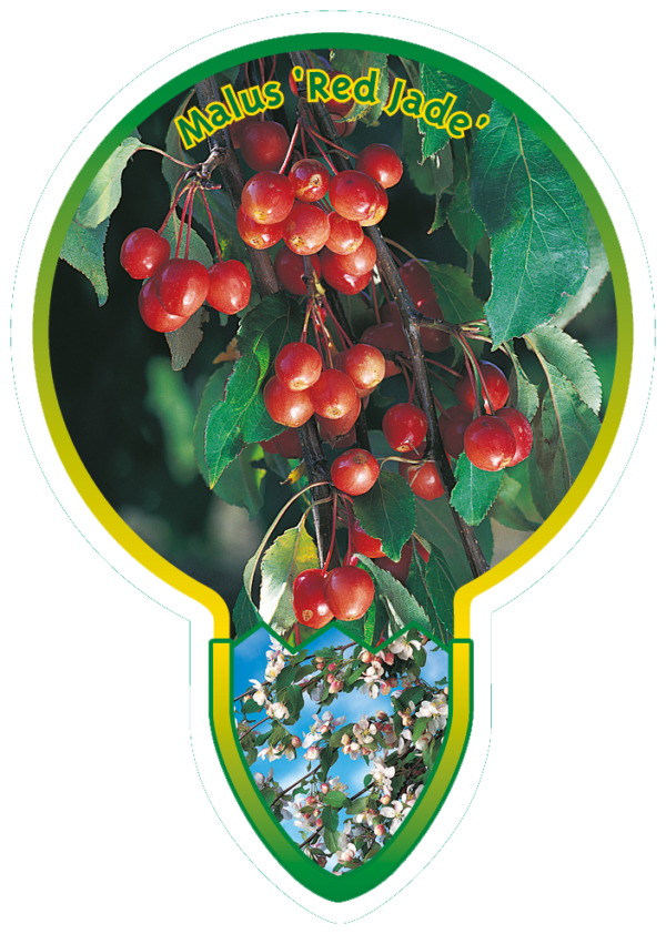 Malus 'Red Jade'