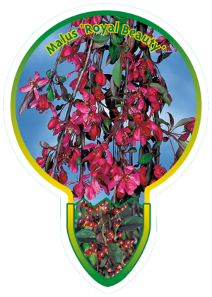 Malus 'Royal Beauty'