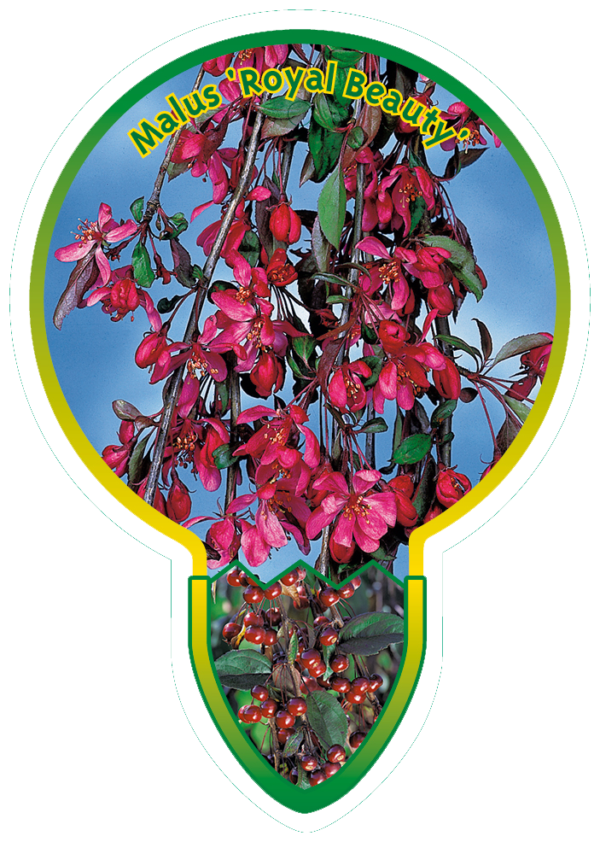 Malus 'Royal Beauty'