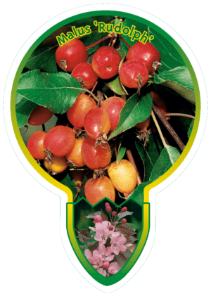 Malus 'Rudolph'