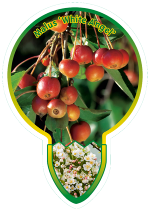 Malus 'White Angel'
