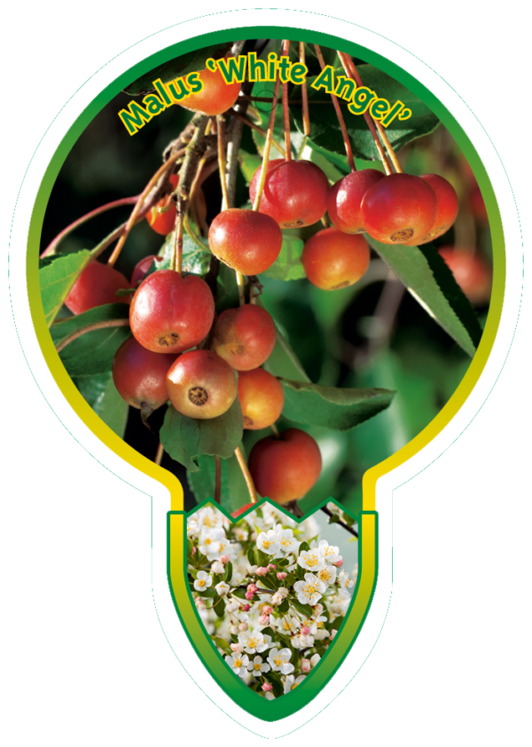 Malus 'White Angel'